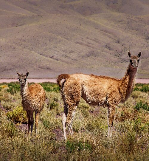 llamas2